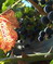 Vitis vinifera, Rebe, Färbepflanze Vitis vinifera, Rebe, Färbepflanze, Färberpflanze, Pflanzenfarben, färben, Klostergarten Seligenstadt